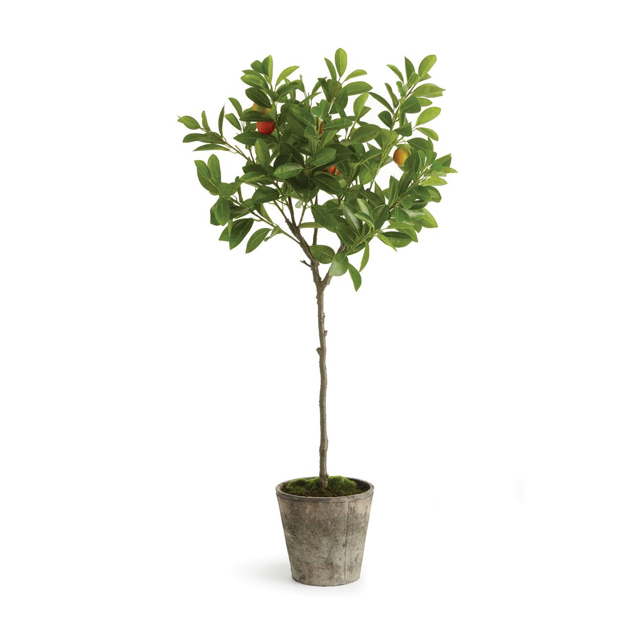 3ft. Potted Orange Tree